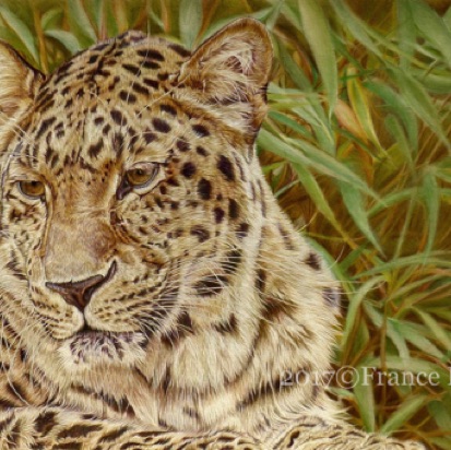 Anatolian Leopard Portrait - 67 hours
Sand Pastelmat Board
13" x 19"
Ref: My own photo Anatolian Leopard Portrait - 67 hours
Sand Pastelmat Board
13" x 19"
Ref: My own photo
